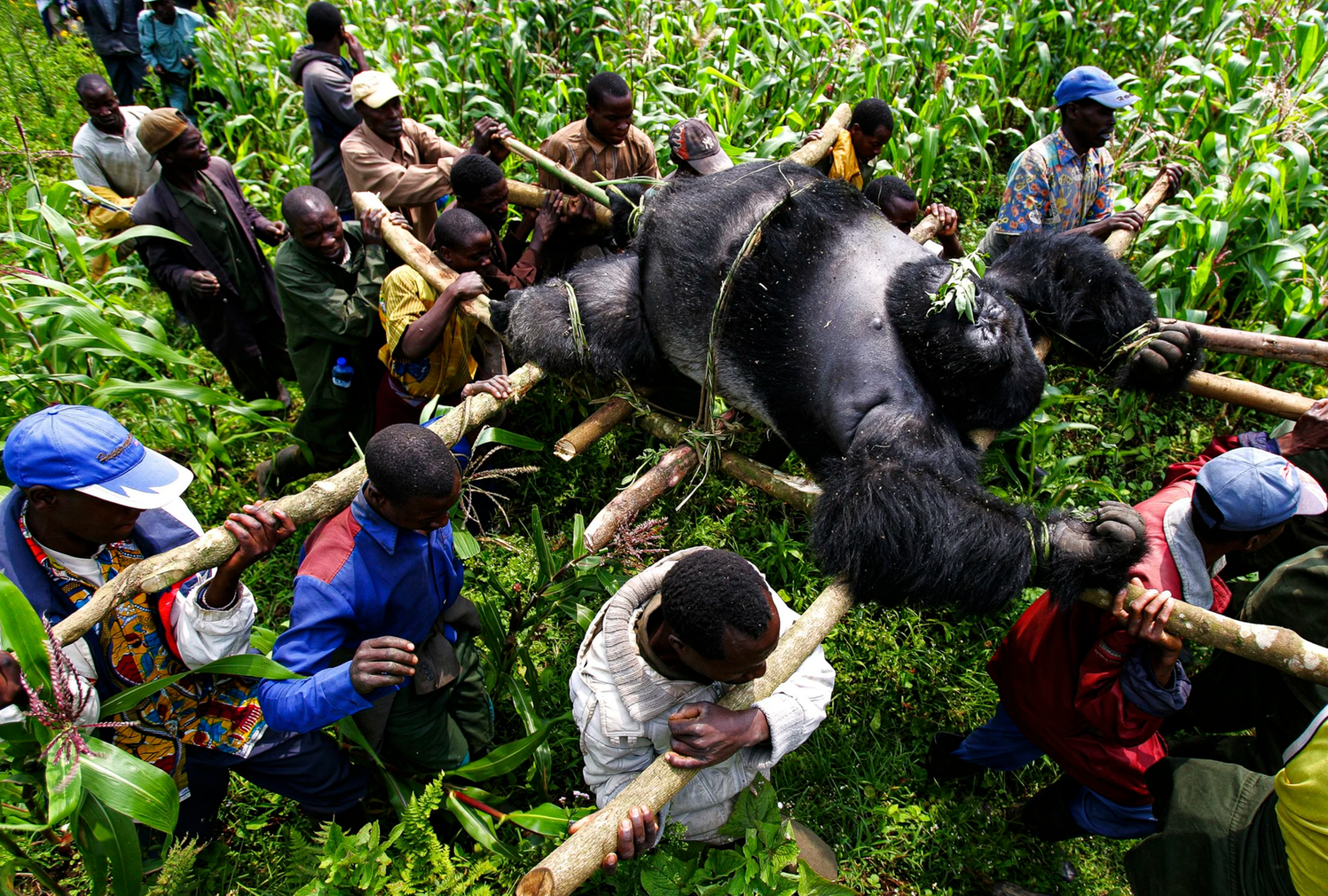 high-angle view of body of gorilla being carried on stretcher made from sticks like pall-bearersa