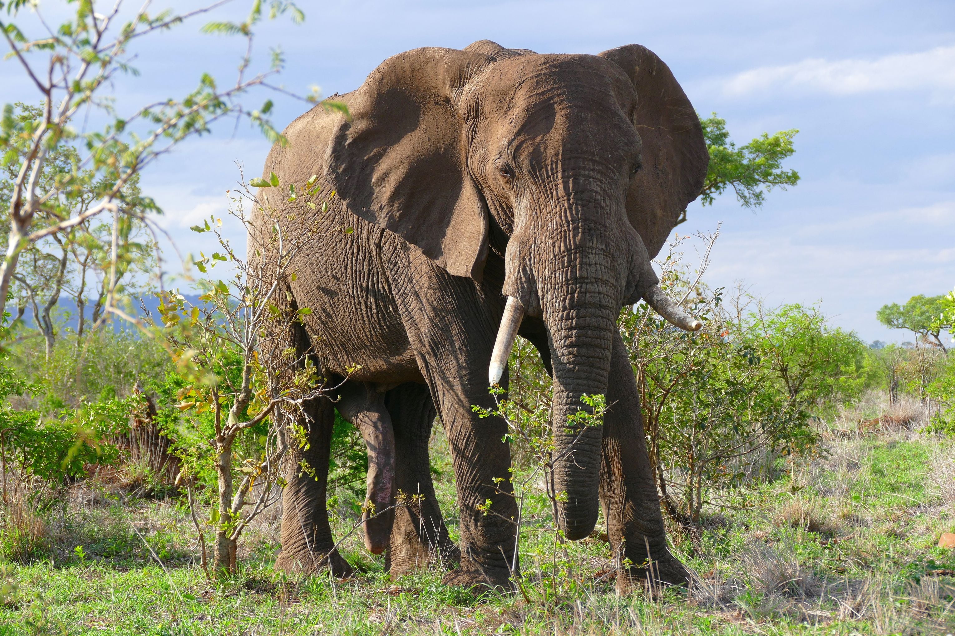 African elephant in bush