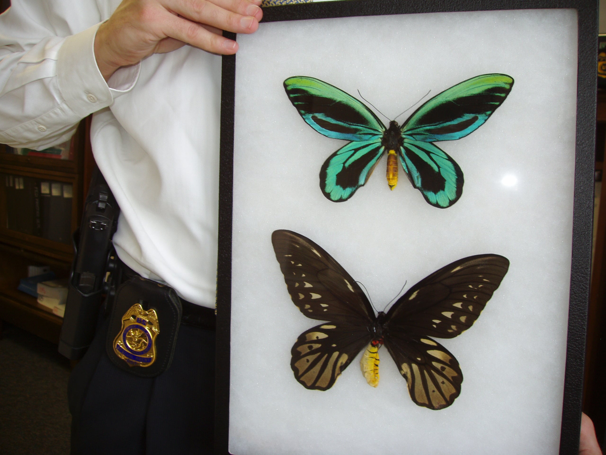 two framed butterflies held by person wearing law enforcement badge