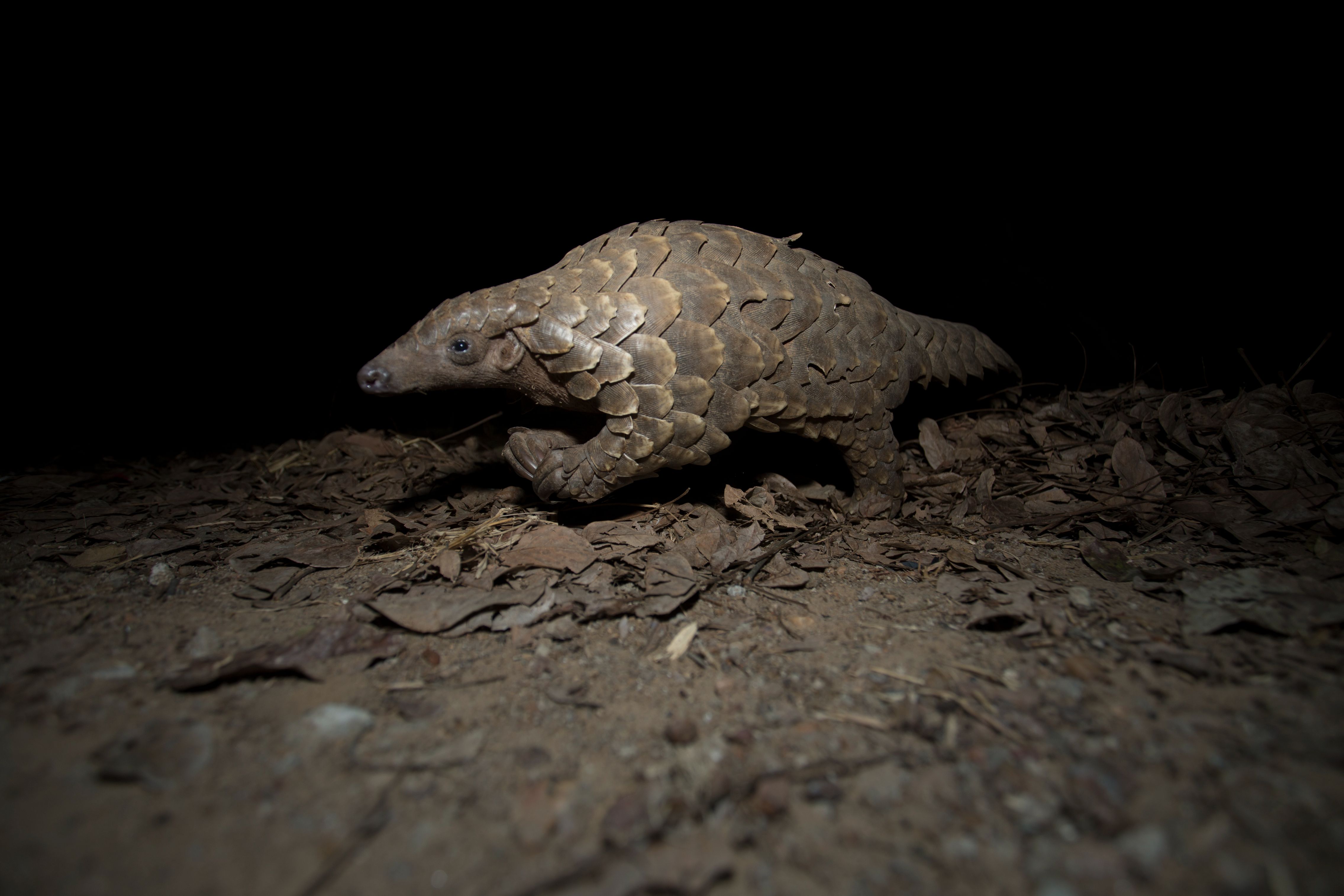 side view of pangolin on ground at night