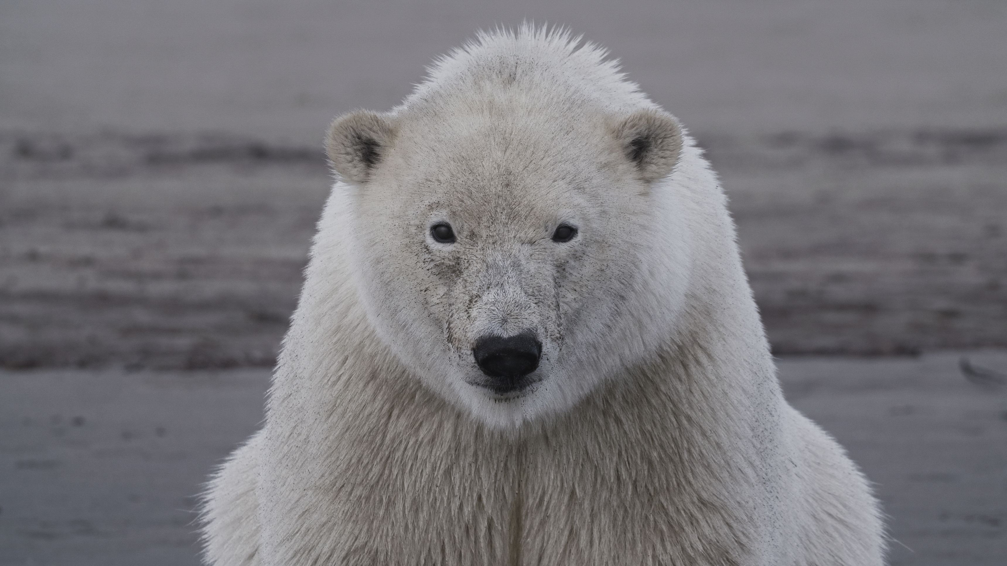 head-on photo of polar bear on ice
