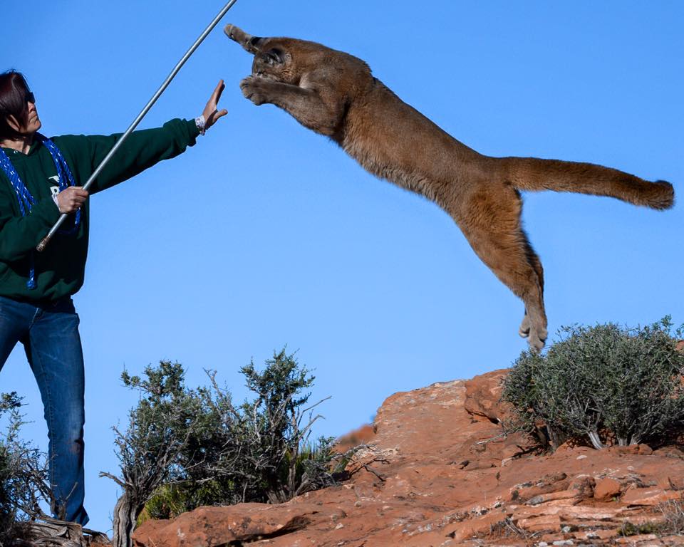 cougar leaping toward wildlife handler holding stick
