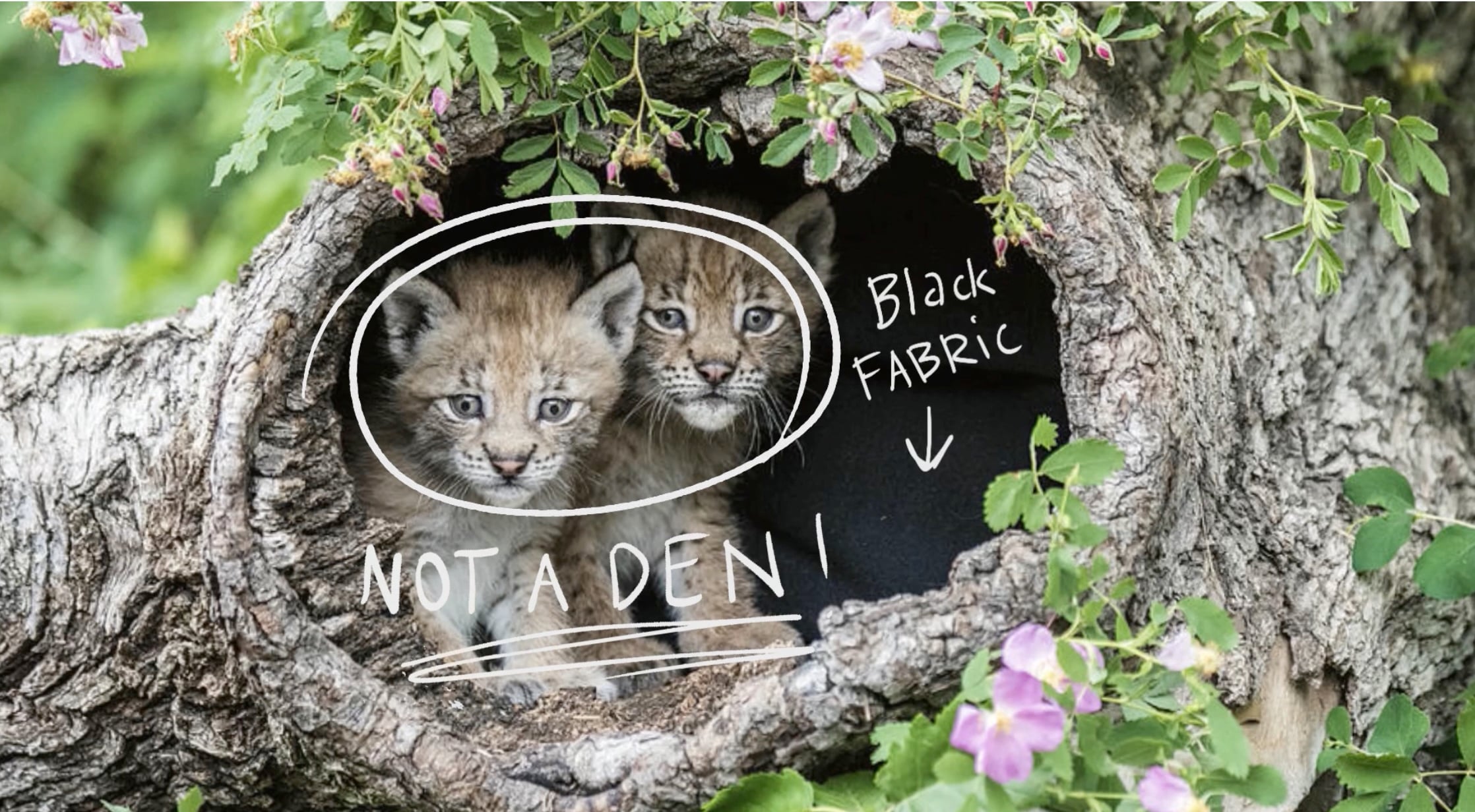 bobcat kittens in hollow of fallen tree with markup saying 