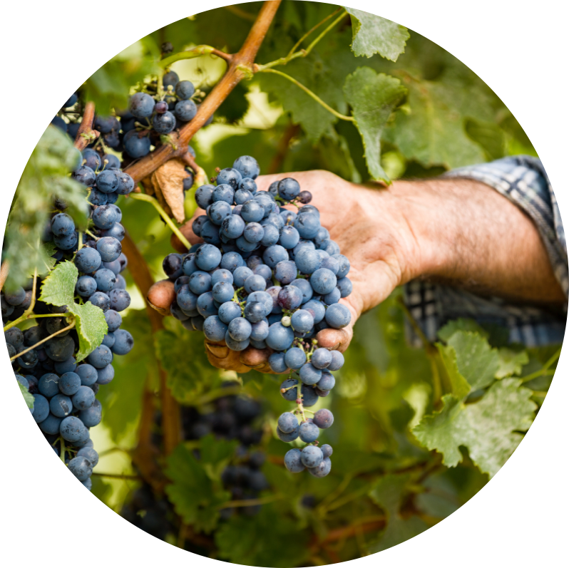 viticulture responsable