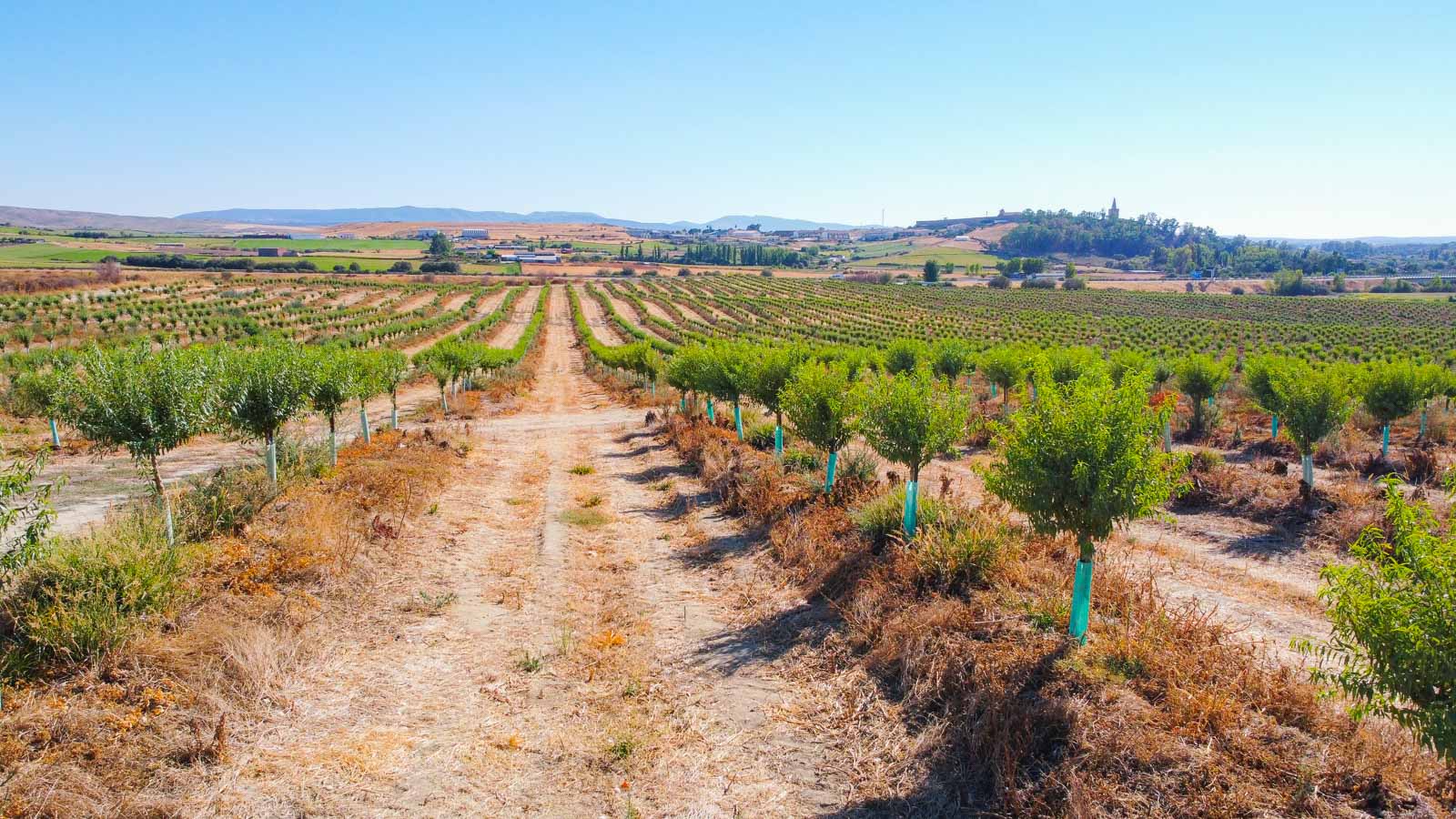 Organic Almond Farming AgroInvest Spain