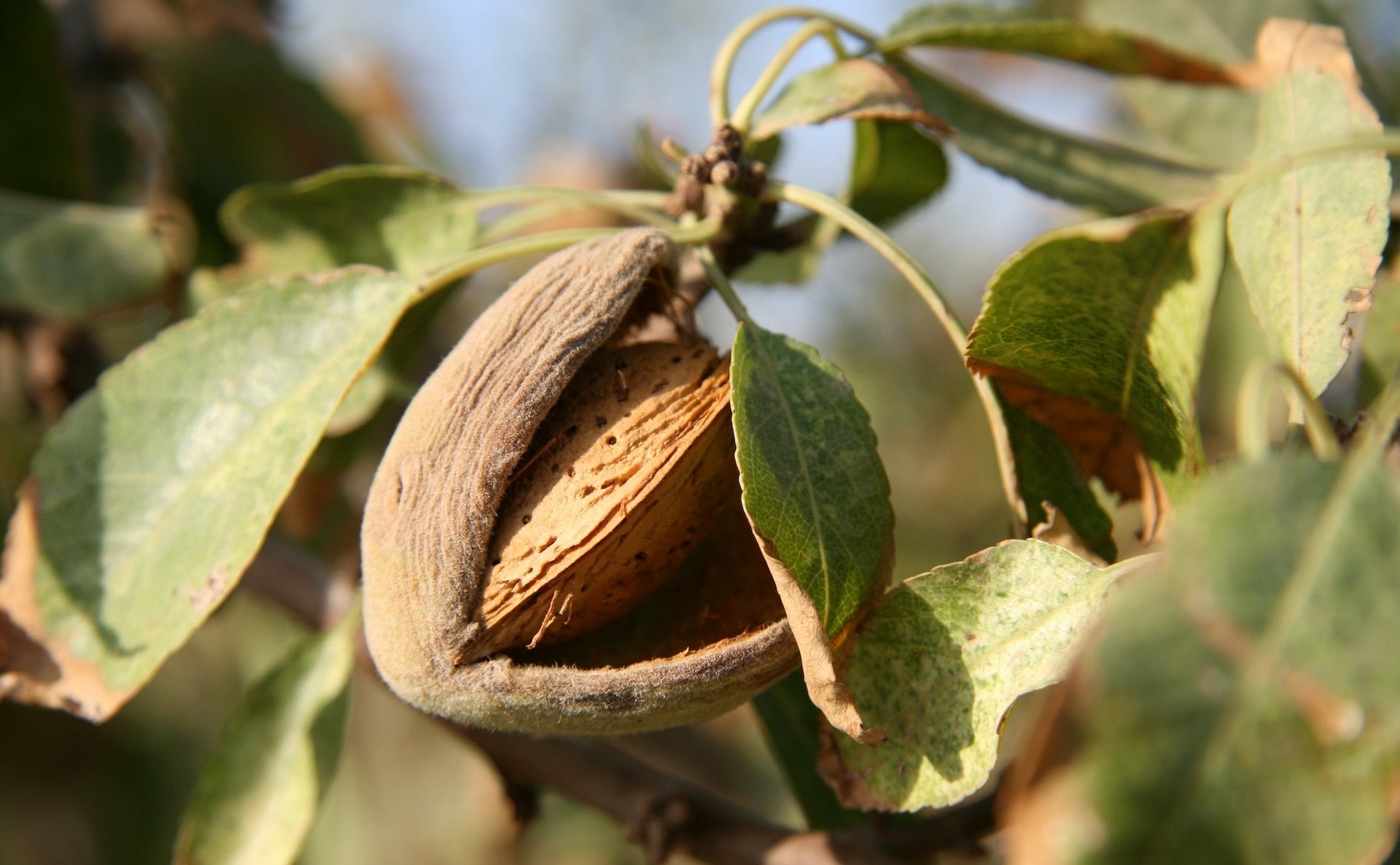 Alternative Investing With Purpose And High RoI: Organic Almond Farming