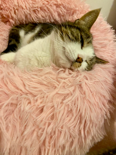 pet sitting Worthing
