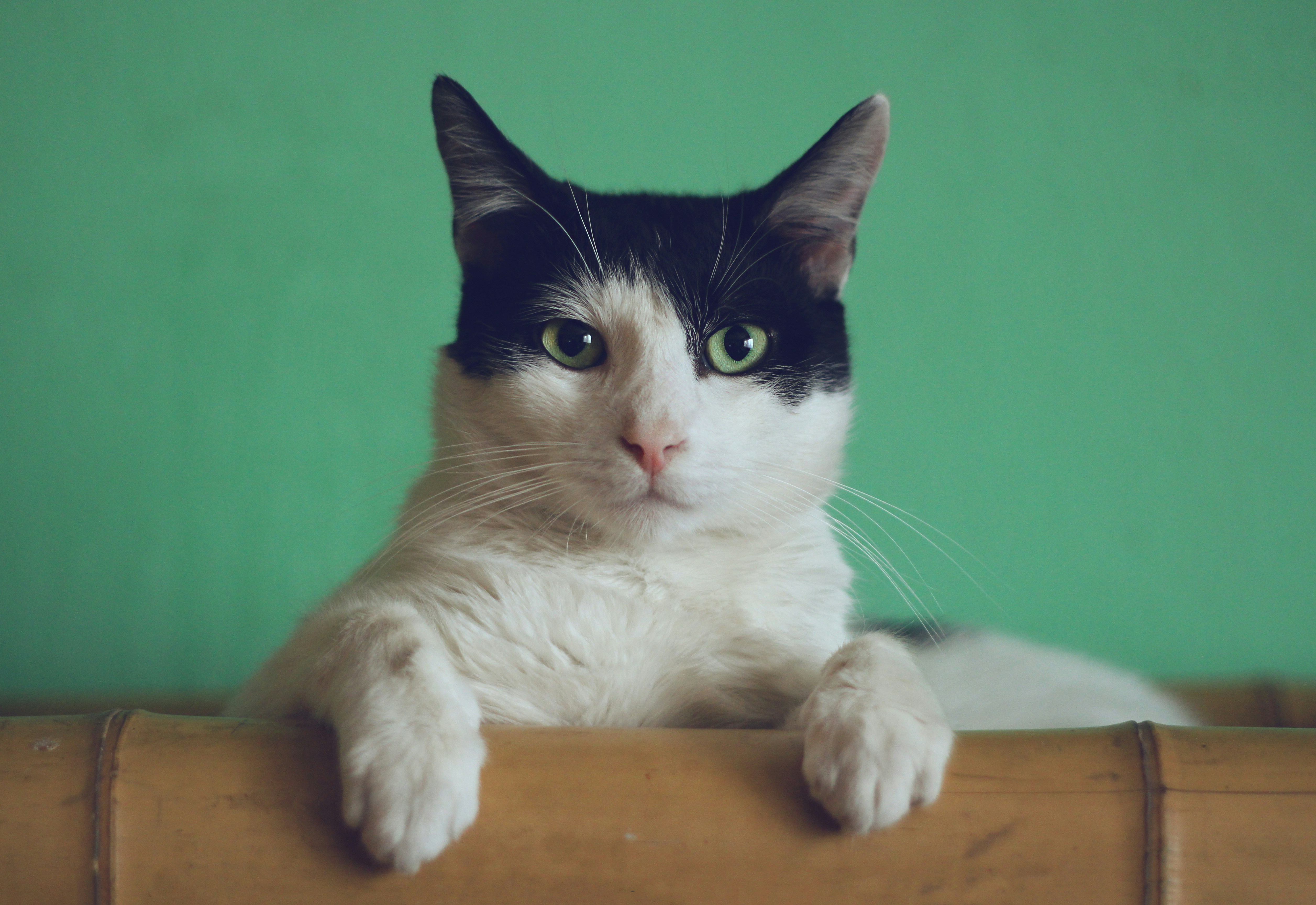 Cat sitting Worthing
