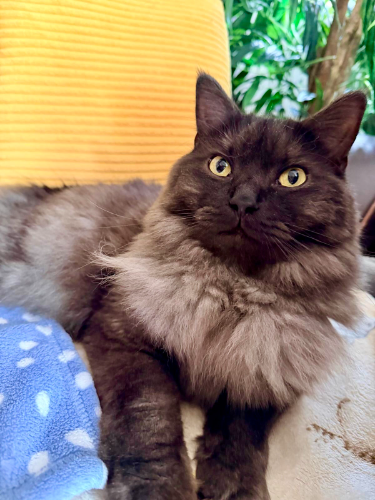 Cat sitting Worthing