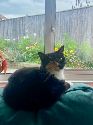 Cat sitting Worthing