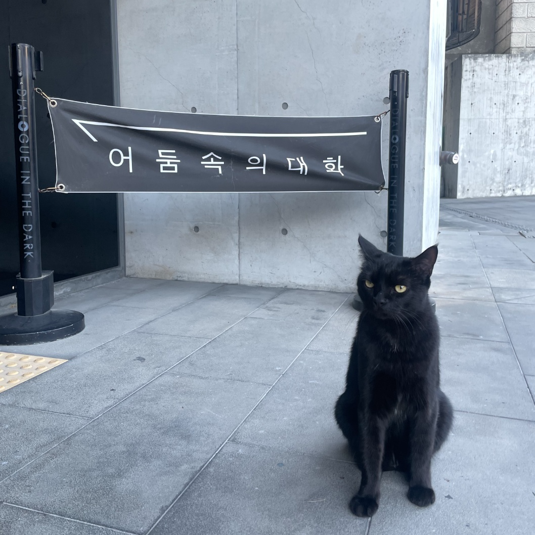 Photo of a black cat sitting in front of a poster for Dialogue in the Dark in front of the main entrance in Seoul.