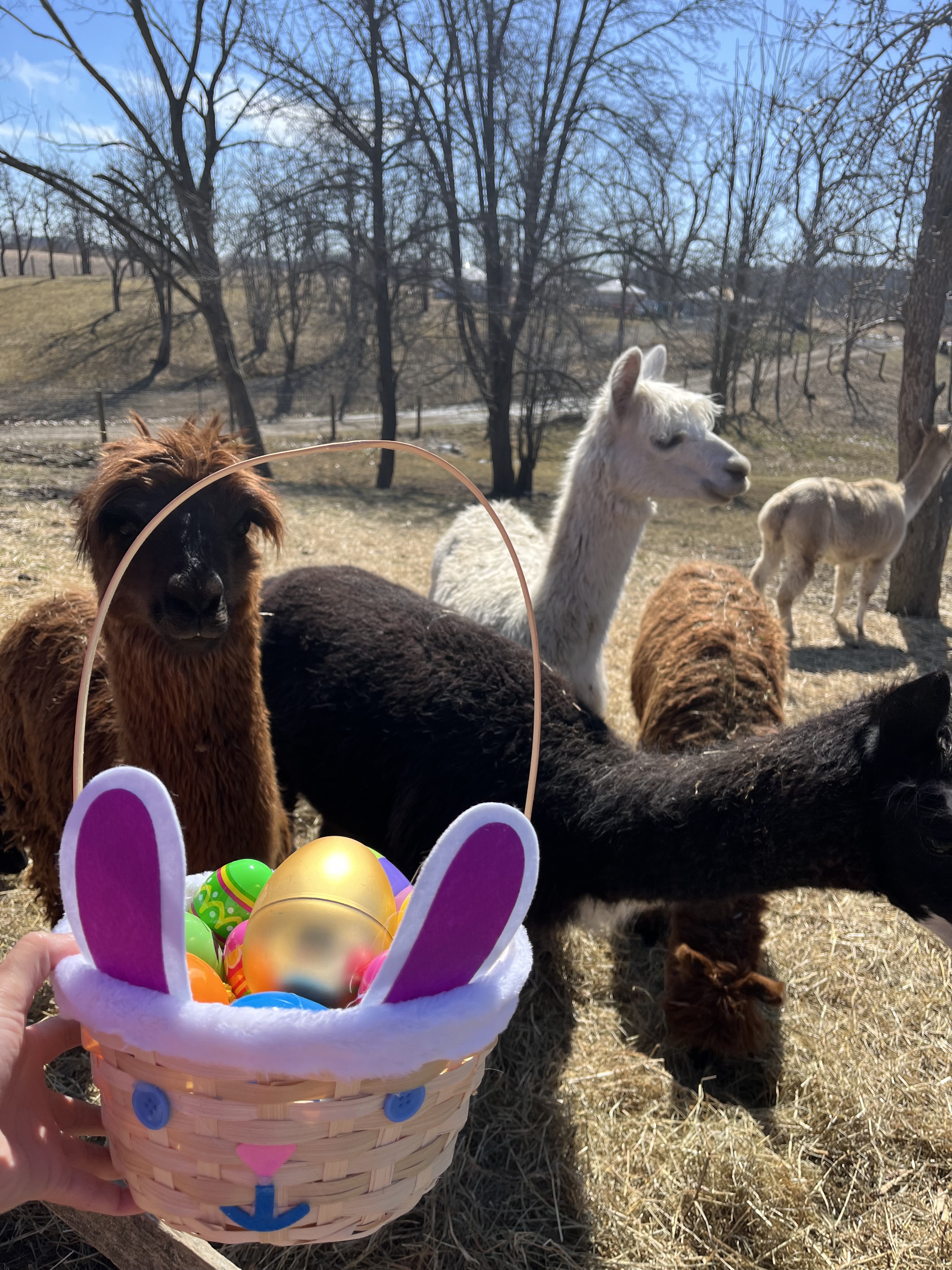 You can start your egg hunt as soon as you arrive, farm tours.