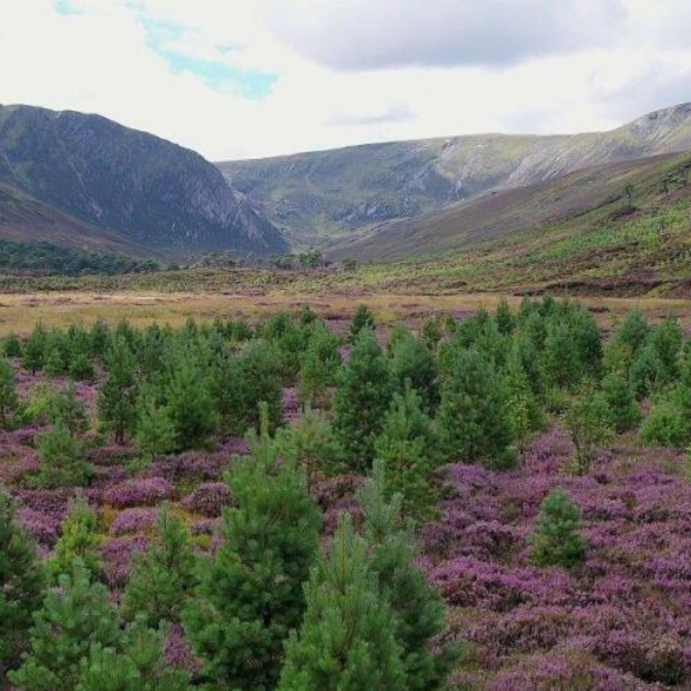 Caledonian Pine Forest