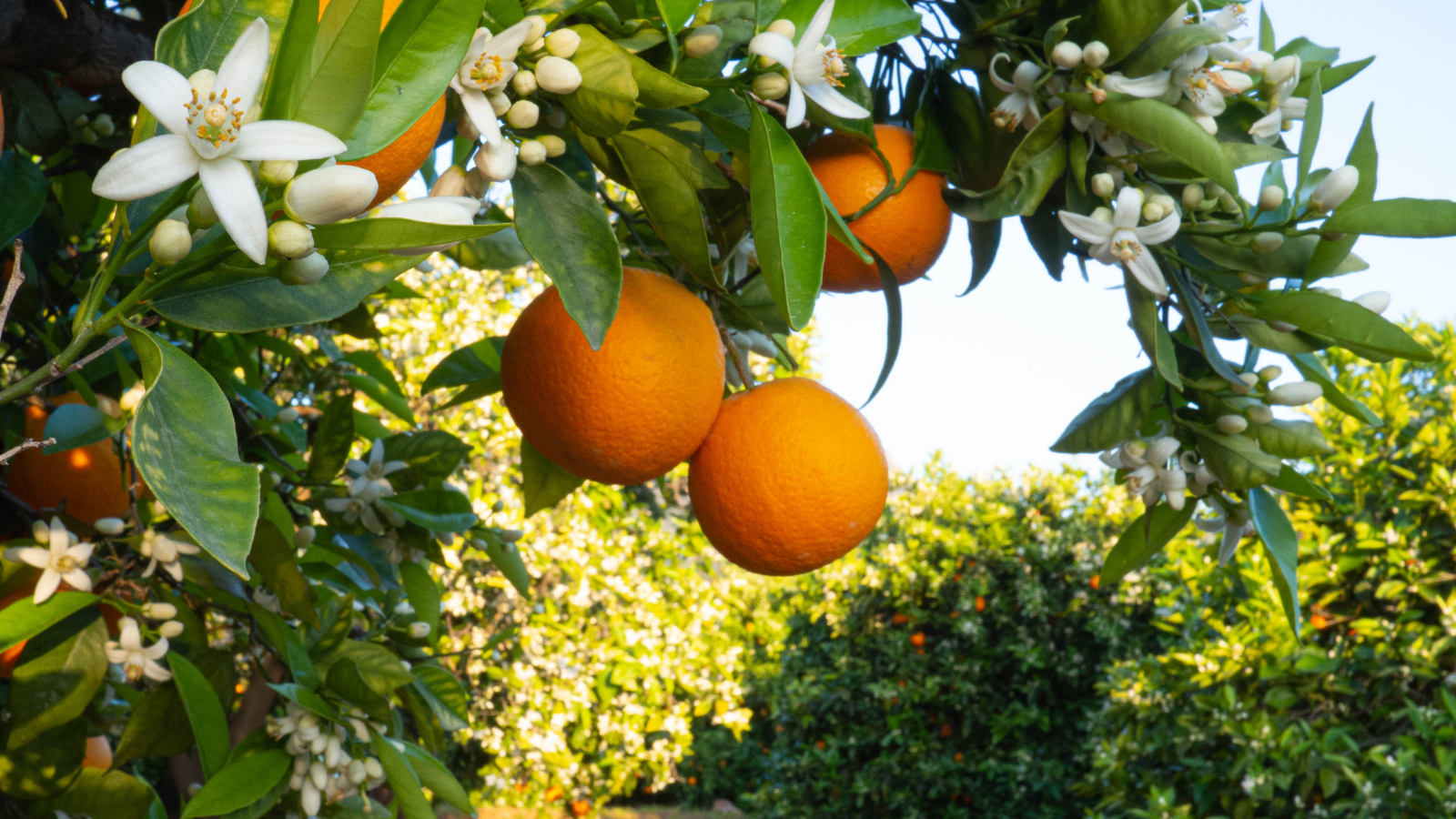 Neroli Essential Oil: Why It Uplifts, Calms and Supports the Skin